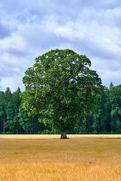 Zweeds landschap van Geertjan Plooijer