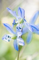 Bluebells