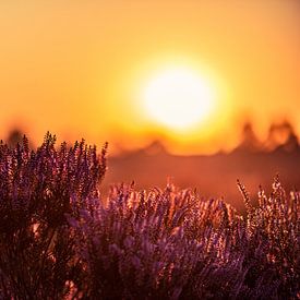 Heideland bei Sonnenaufgang von Richard de Bruin