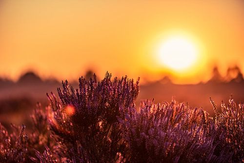 Heathland at sunrise