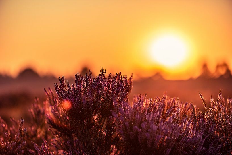 Heathland at sunrise by Richard de Bruin