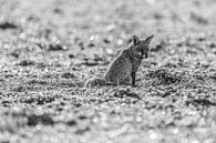 Fuchs Schwarz-Weiß von Felix Brönnimann Miniaturansicht