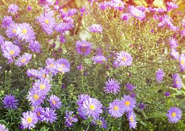Asters by Bo Valentino