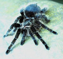 Araignée-oiseau, si proche sur Daniëlle van den Berg