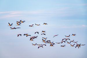 Kranichvögel oder Kraniche, die im Herbst in einen Sonnenuntergang fliegen von Sjoerd van der Wal Fotografie