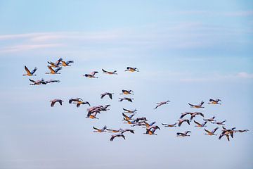 Kraanvogels vliegend in een zonsondergang tijdens de herfst