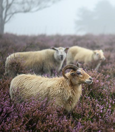 three sheep on the moors