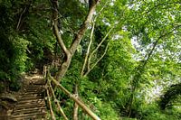 Jungle in Ao Nang, Thailand