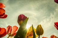 Tulips by Wolbert Erich thumbnail