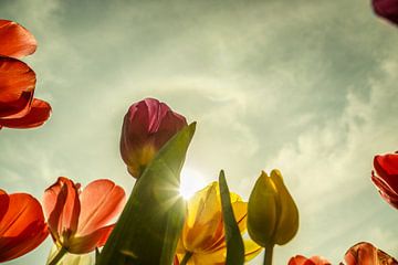 Tulips by Wolbert Erich