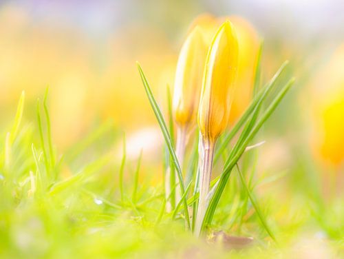 Crocusje geel