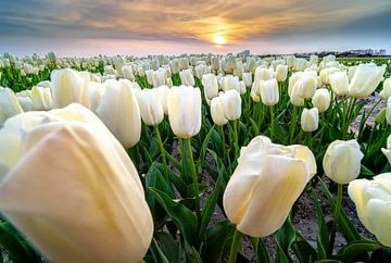Bulb field in evening red by Fotografiecor .nl