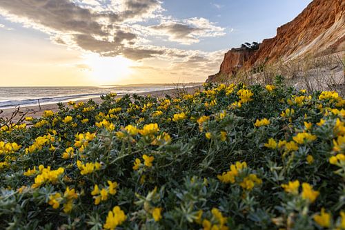 Zonsondergang op het zandstrand Praia da Falésia. Gele bloemen op een klif in Albufeira, Portugal