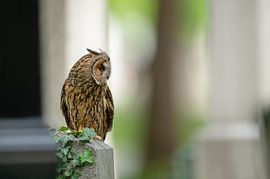 Long-eared owl (Asio otus) by Vienna Wildlife