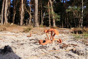 Paddenstoelen aan het rand van het bos