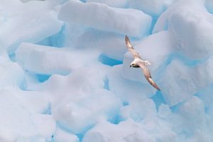 Eissturmvogel