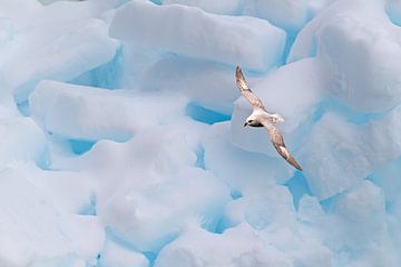 Fulmar sur Rob Kempers