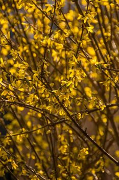 Forsythia met bloemen