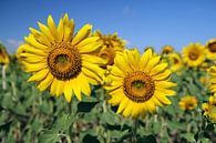 The Sunflowers van Cornelis (Cees) Cornelissen thumbnail
