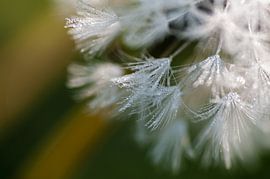 Fluffy von Karen Havenaar