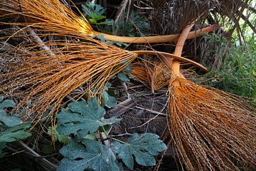 verdroogde palmbladeren van joyce kool