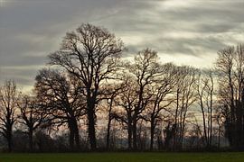 Winterse bomenpartij van Anke Winters