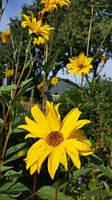 Yellow flower