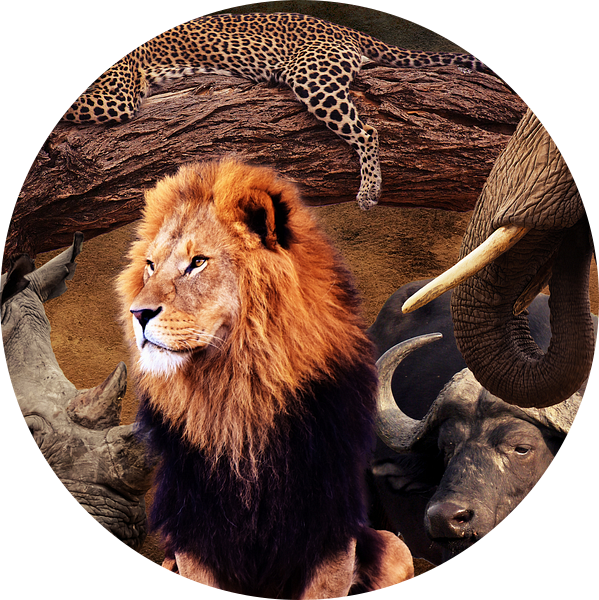 The big 5 van Bert Hooijer