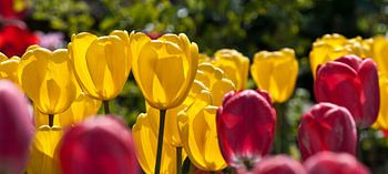 Rote und gelbe Tulpen