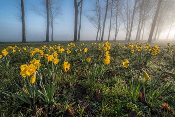 Narcissen met prachtige bomen