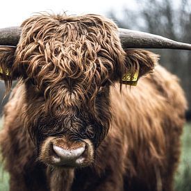 Schottischer Highlander in den Wäldern von Schinveld von Jeroen Verhees