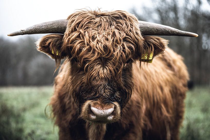 Scottish highlander in the Schinveld woods by Jeroen Verhees