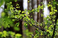 Lentebos van Renate Knapp thumbnail