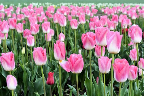 Tulipes en fleurs au printemps