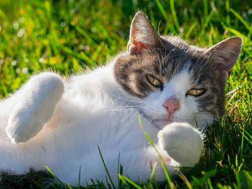 Chat domestique somnolant dans l'herbe