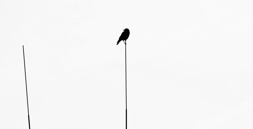 Crow van Anne Koop