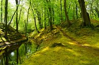 Mos en fris groen in de lente op Landgoed Elswout von Michel van Kooten Miniaturansicht