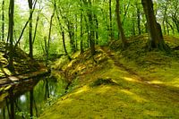 Mos en fris groen in de lente op Landgoed Elswout