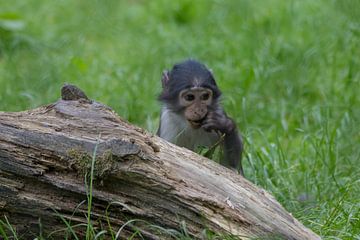 Baby aap aan de bezigheidstherapie #1 van Selwyn Smeets - SaSmeets Photography