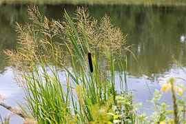 Diverse grassen en lisdodden langs de Donau van Andreas Freund