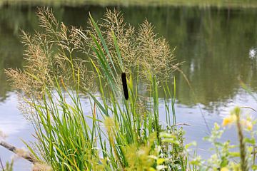 Diverse grassen en lisdodden langs de Donau van Andreas Freund