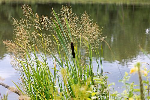 verschiedene Gräser und Rohrkolben an der Donau