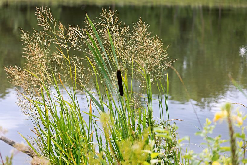 Various grasses and bulrushes along the Danube by Andreas Freund