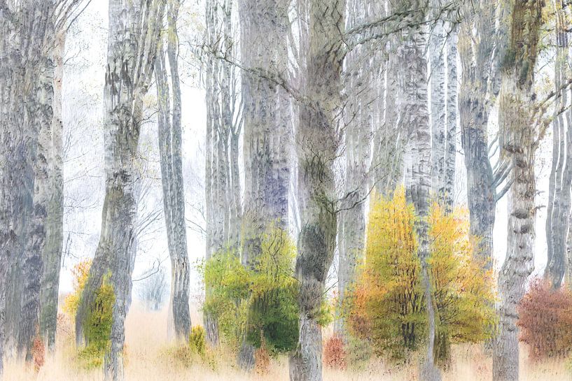 The giants and the dwarfs van Pauline Rote