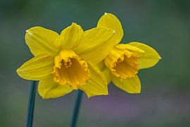 Yellow daffodils in full bloom by Photoart-Naegele