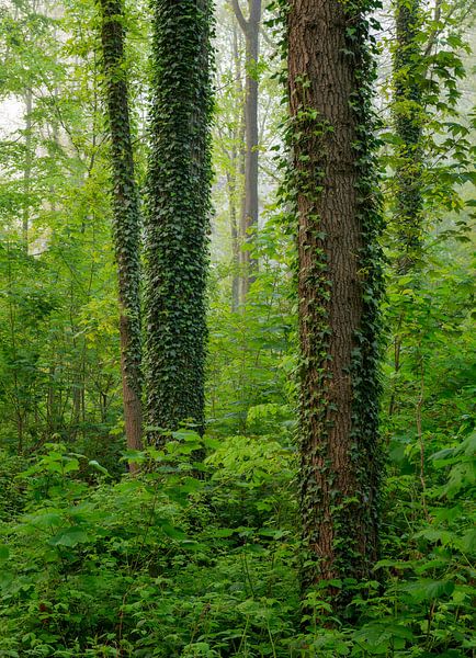 A beautiful forest scene in springtime in the Netherlands by Jos Pannekoek