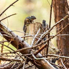 Siberian Ground squirrel 2 by Rob Smit