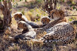 too hot by Peter Michel