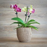 orchidée bicolore en fleurs dans un pot de fleurs