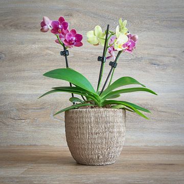 Tweekleurige bloeiende orchidee in bloempot